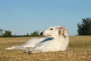 Wolfhound: Borzoi dog outdoors lying down