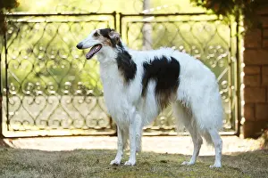 Gates: Borzoi dog outdoors beside a pair of gates