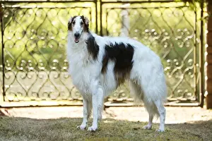 Gates: Borzoi dog outdoors beside a pair of gates
