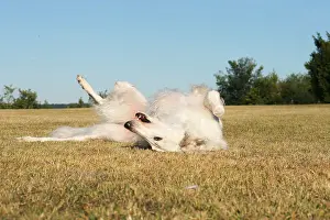 Wolfhound: Borzoi dog outdoors rolling on its back