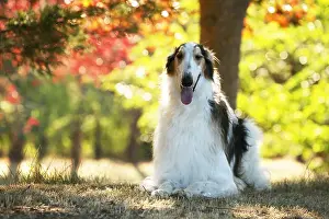 Wolfhound: Borzoi dog outdoors in the woods
