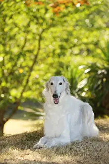 Wolfhound: Borzoi dog outdoors in the woods