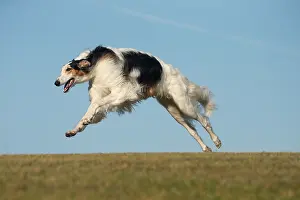 Wolfhound: Borzoi dog running outdoors