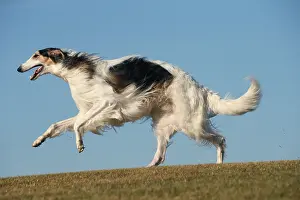 Wolfhound: Borzoi dog running outdoors