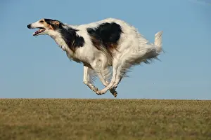Wolfhound: Borzoi dog running outdoors