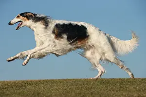 Wolfhound: Borzoi dog running outdoors