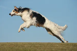 Wolfhound: Borzoi dog running outdoors