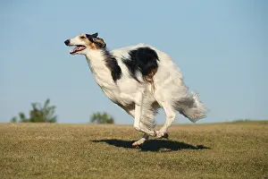 Wolfhound: Borzoi dog running outdoors
