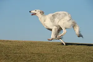Wolfhound: Borzoi dog running outdoors