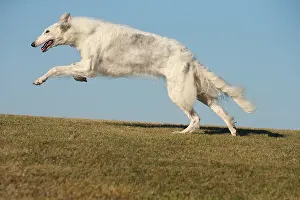 Wolfhound: Borzoi dog running outdoors
