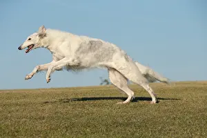 Wolfhound: Borzoi dog running outdoors