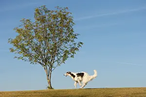 Wolfhound: Borzoi dog running outdoors