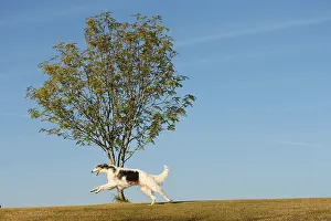 Wolfhound: Borzoi dog running outdoors