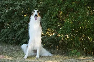 Wolfhound: Borzoi dog running outdoors