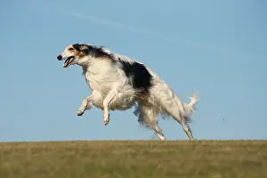 Wolfhound: Borzoi dog running outdoors