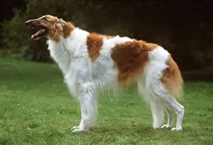Wolfhound: Borzoi DOG - standing