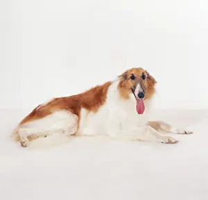 Borzoi: BORZOI DOG - TONGUE OUT