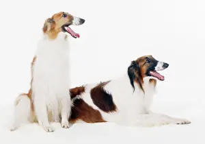 Borzoi: BORZOI DOG - X2