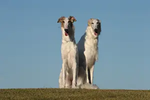 Wolfhound: Two Borzoi dogs outdoors