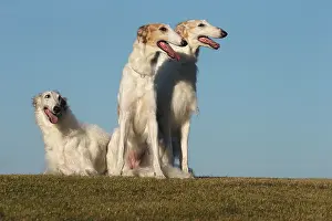 Wolfhound: Three Borzoi dogs outdoors