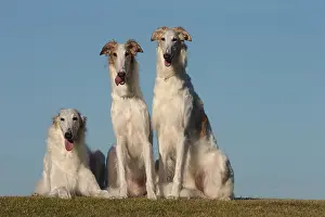 Wolfhound: Three Borzoi dogs outdoors