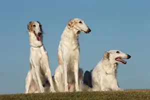 Wolfhound: Three Borzoi dogs outdoors