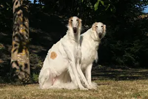 Wolfhound: Two Borzoi dogs outdoors