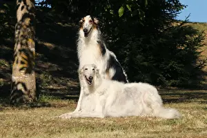 Wolfhound: Two Borzoi dogs outdoors