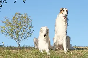 Wolfhound: Two Borzoi dogs outdoors