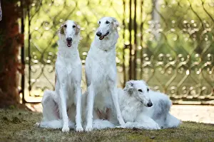 Gates: Three Borzoi dogs outdoors beside a pair of gates