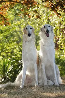 Wolfhound: Two Borzoi dogs outdoors in the woods