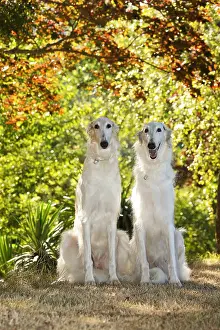 Wolfhound: Two Borzoi dogs outdoors in the woods