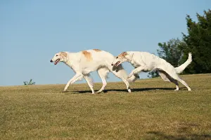 Wolfhound: Two Borzoi dogs running outdoors