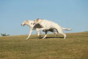 Wolfhound: Two Borzoi dogs running outdoors