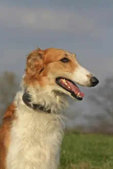Borzoi: Borzoi, portrait Barsoi, Portr&, x4d2c; Kopfaufnahme