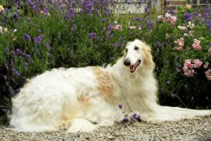 Borzoi: Borzoi / Russian Wolfhound