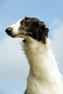 Borzoi: Borzoi / Russian Wolfhound - close-up of head