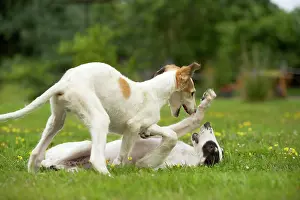Borzoi: Borzoi / Russian Wolfhound - puppies playing