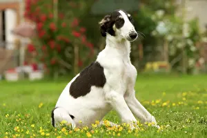 Borzoi: Borzoi / Russian Wolfhound - puppy