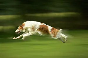Borzoi: Borzoi / Russian Wolfhound - running