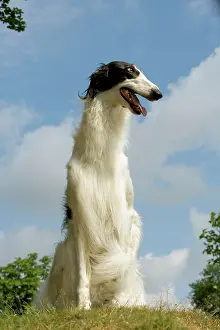 Borzoi: Borzoi / Russian Wolfhound - sitting