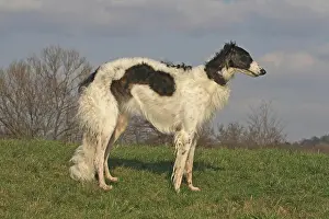 Borzoi: Borzoi standing on a meadow, sideways Barsoi steht
