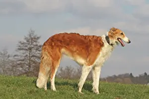 Borzoi: Borzoi standing on a meadow, sideways oi steht seitlich