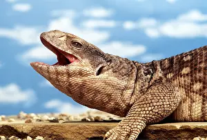 Monitor: BOSC MONITOR LIZARD - mouth open