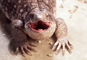 Monitor: BOSC MONITOR LIZARD - mouth open