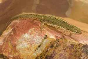 Lurch: Bosca's Newt