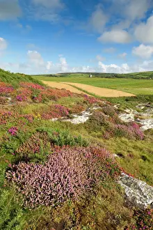 Boscastle: Boscastle - Forrabury Stitches - summer