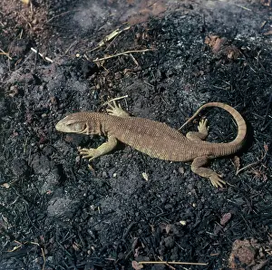 Varanidae: Bosc's Monitor Lizard