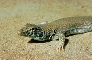 Maureen Brown: BoskIs Fringe-toed Lizard