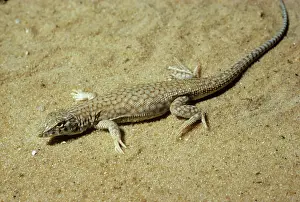 Saudi: Bosk's Fringe-toed Lizard